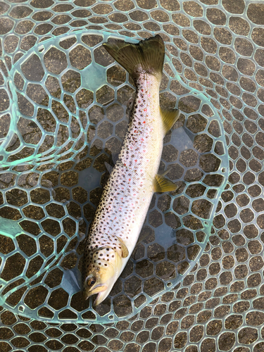 ブラウントラウトの釣果