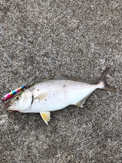 ショゴの釣果