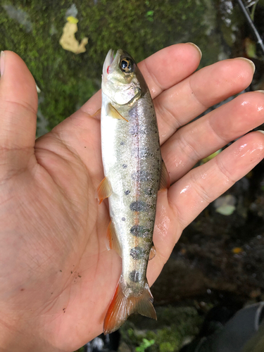 ヤマメの釣果