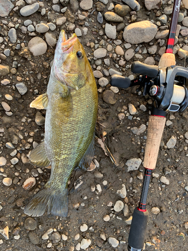 スモールマウスバスの釣果