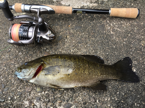 スモールマウスバスの釣果