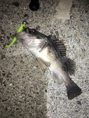 クロソイの釣果