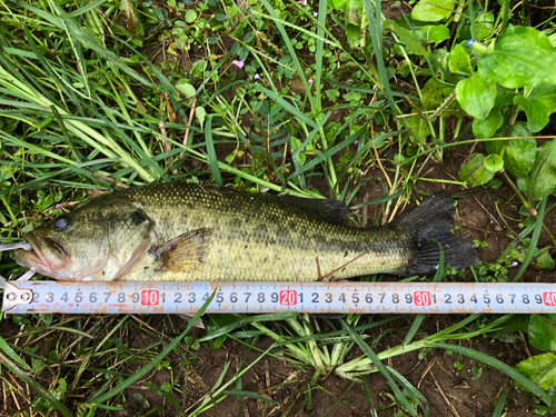 ブラックバスの釣果