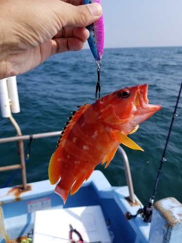 アカハタの釣果