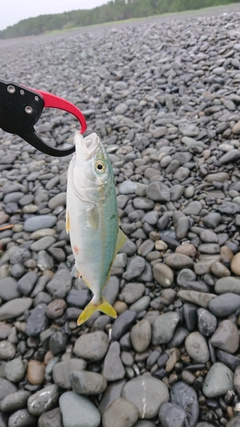 ショゴの釣果