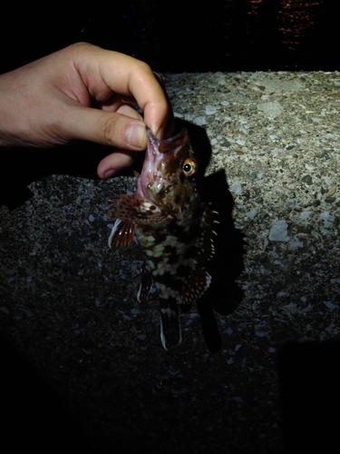 カサゴの釣果