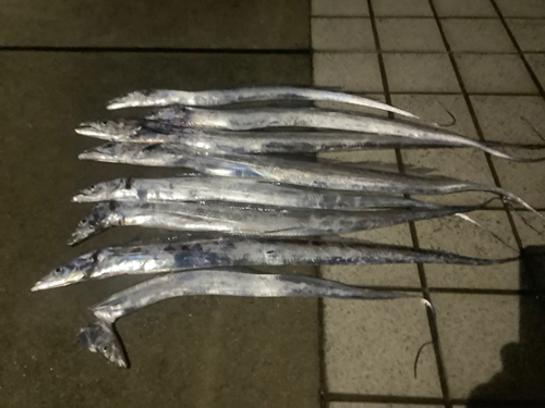 タチウオの釣果