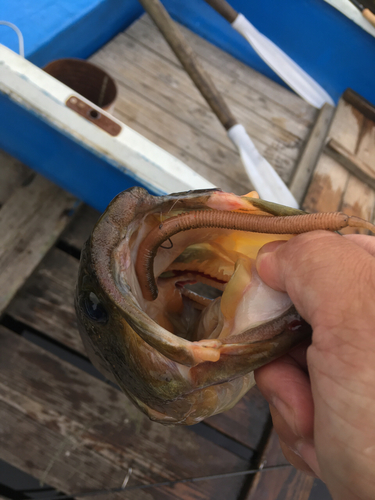 ブラックバスの釣果