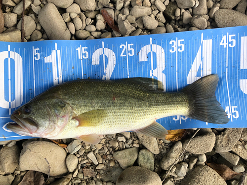 ブラックバスの釣果