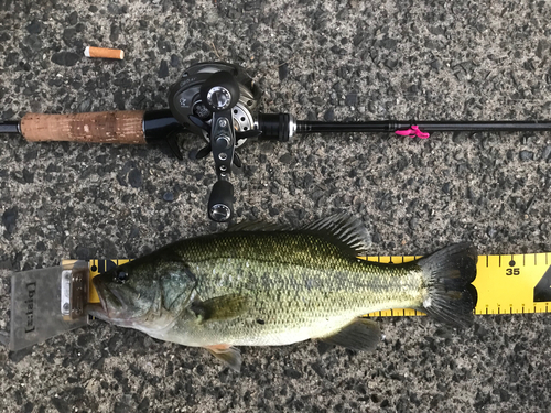 ブラックバスの釣果