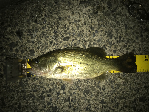 ブラックバスの釣果