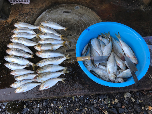 コノシロの釣果