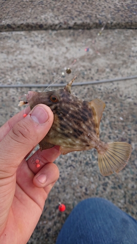 カワハギの釣果