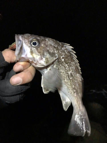 クロソイの釣果