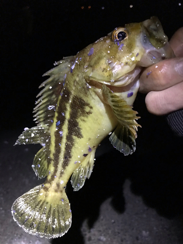 シマソイの釣果