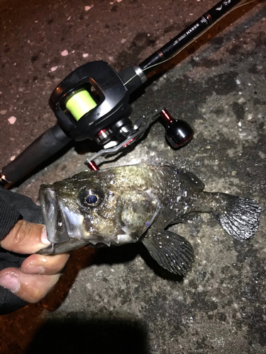 クロソイの釣果