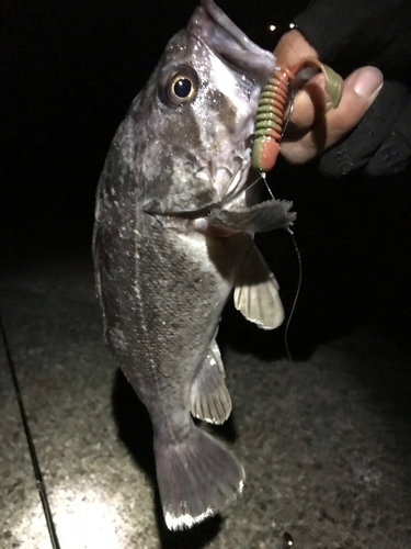 クロソイの釣果