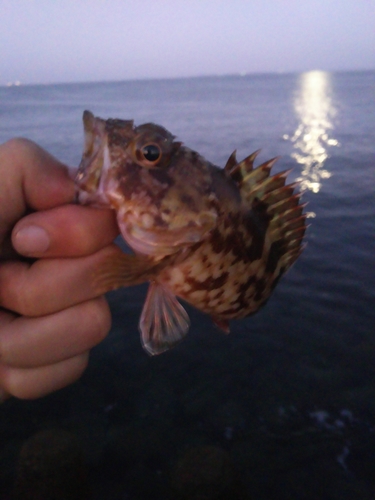 カサゴの釣果