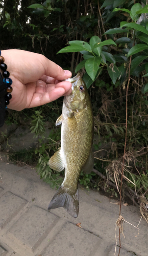 スモールマウスバスの釣果