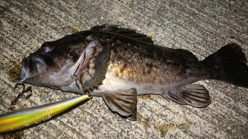 クロソイの釣果