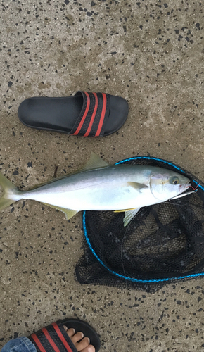 ヒラマサの釣果