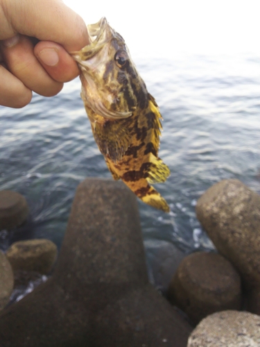 タケノコメバルの釣果