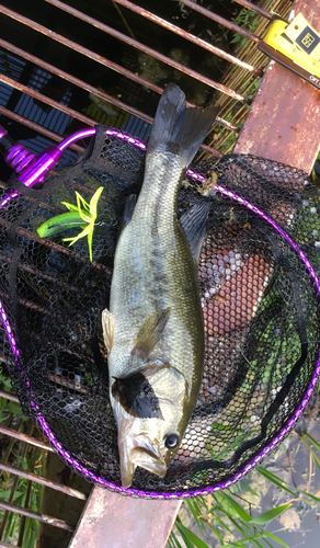 ブラックバスの釣果