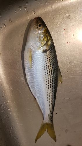 コノシロの釣果