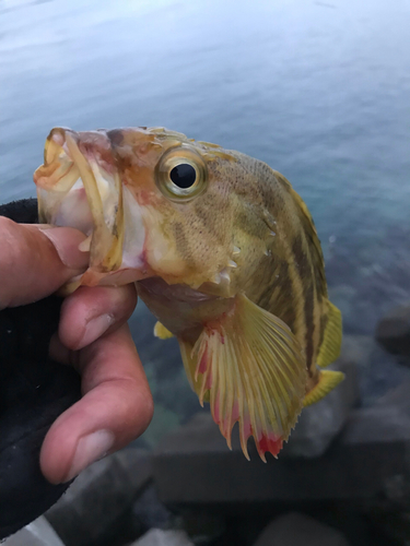 シマソイの釣果