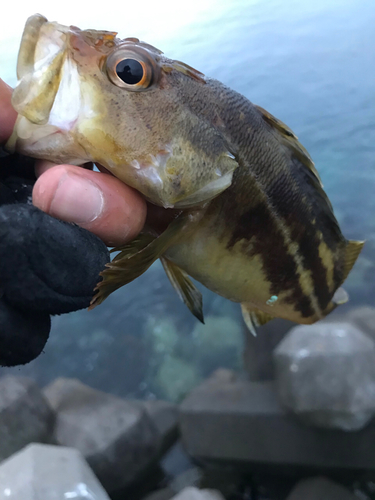 シマソイの釣果