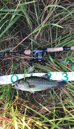 ブラックバスの釣果