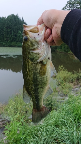 ラージマウスバスの釣果