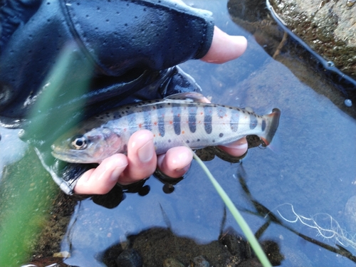 アマゴの釣果