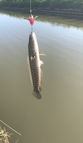 ライギョの釣果