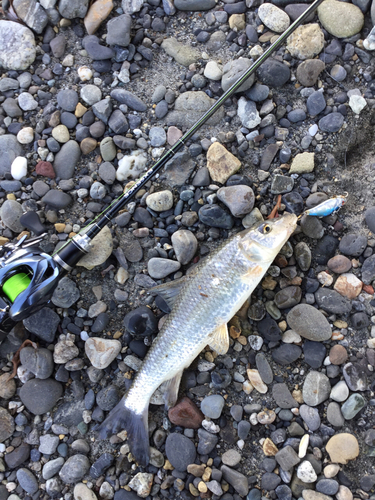 ニゴイの釣果