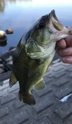 ラージマウスバスの釣果