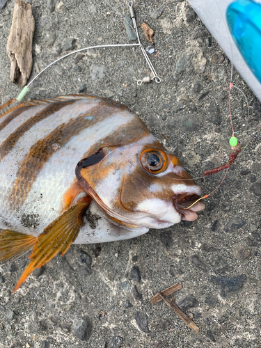 タカノハダイの釣果