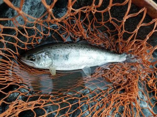 アマゴの釣果