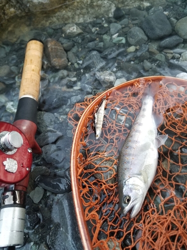 アマゴの釣果