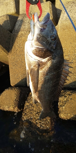 チヌの釣果