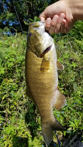 スモールマウスバスの釣果