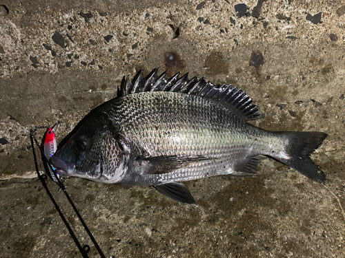 チヌの釣果