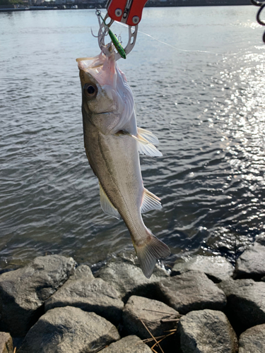 セイゴ（マルスズキ）の釣果