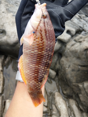 アカササノハベラの釣果