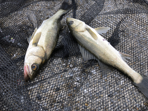 セイゴ（マルスズキ）の釣果