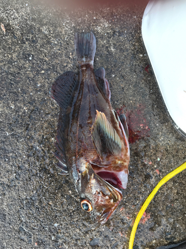 カサゴの釣果