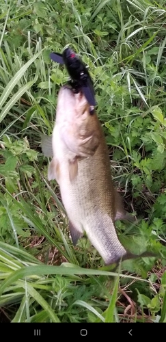 ブラックバスの釣果