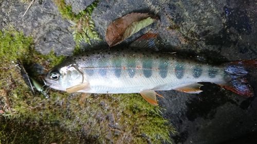 アマゴの釣果