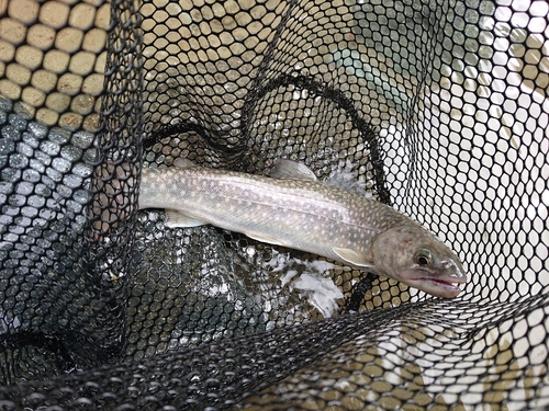 イワナの釣果