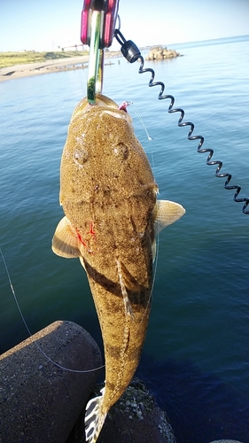 マゴチの釣果